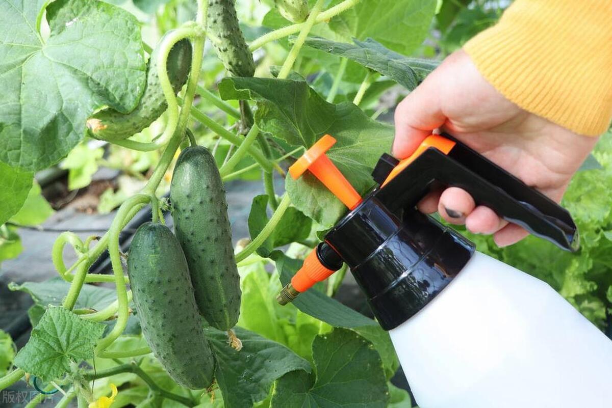 无公害杀虫小妙招,防治100多种虫害的杀虫秘方