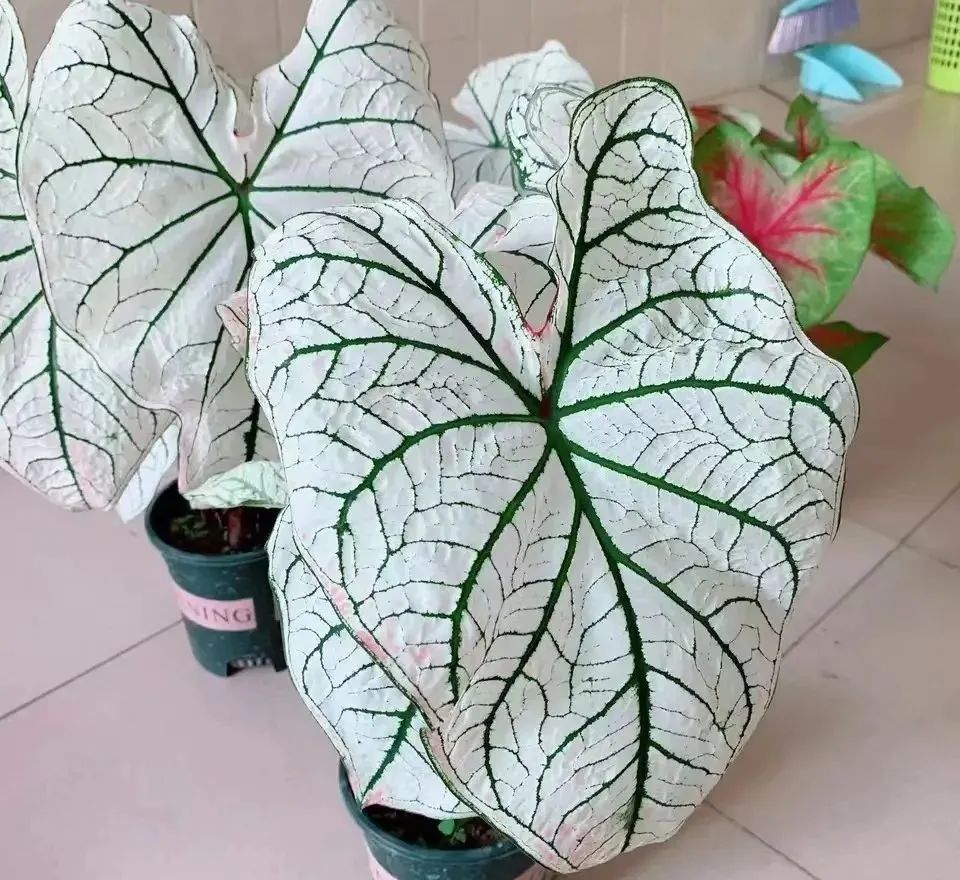 室内常年开花有益身体健康的花,适合睡觉房间养的花