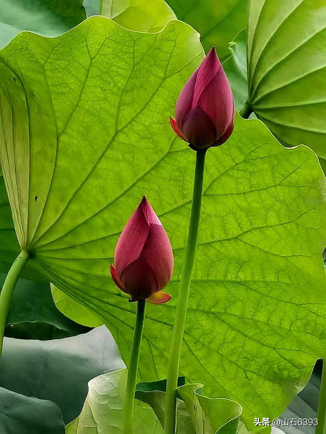 「战友美拍」“荷颂”系列17:陶俊峰的《荷叶之美》