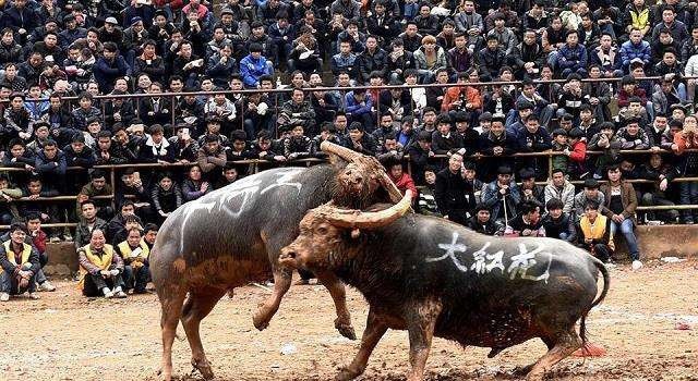 贵州牛王出战三江,牛王昆山所有视频