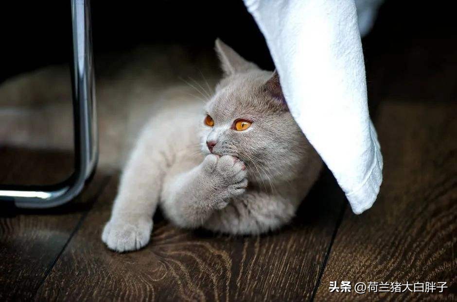 猫咪来月经冷知识,关于猫咪的36个冷知识