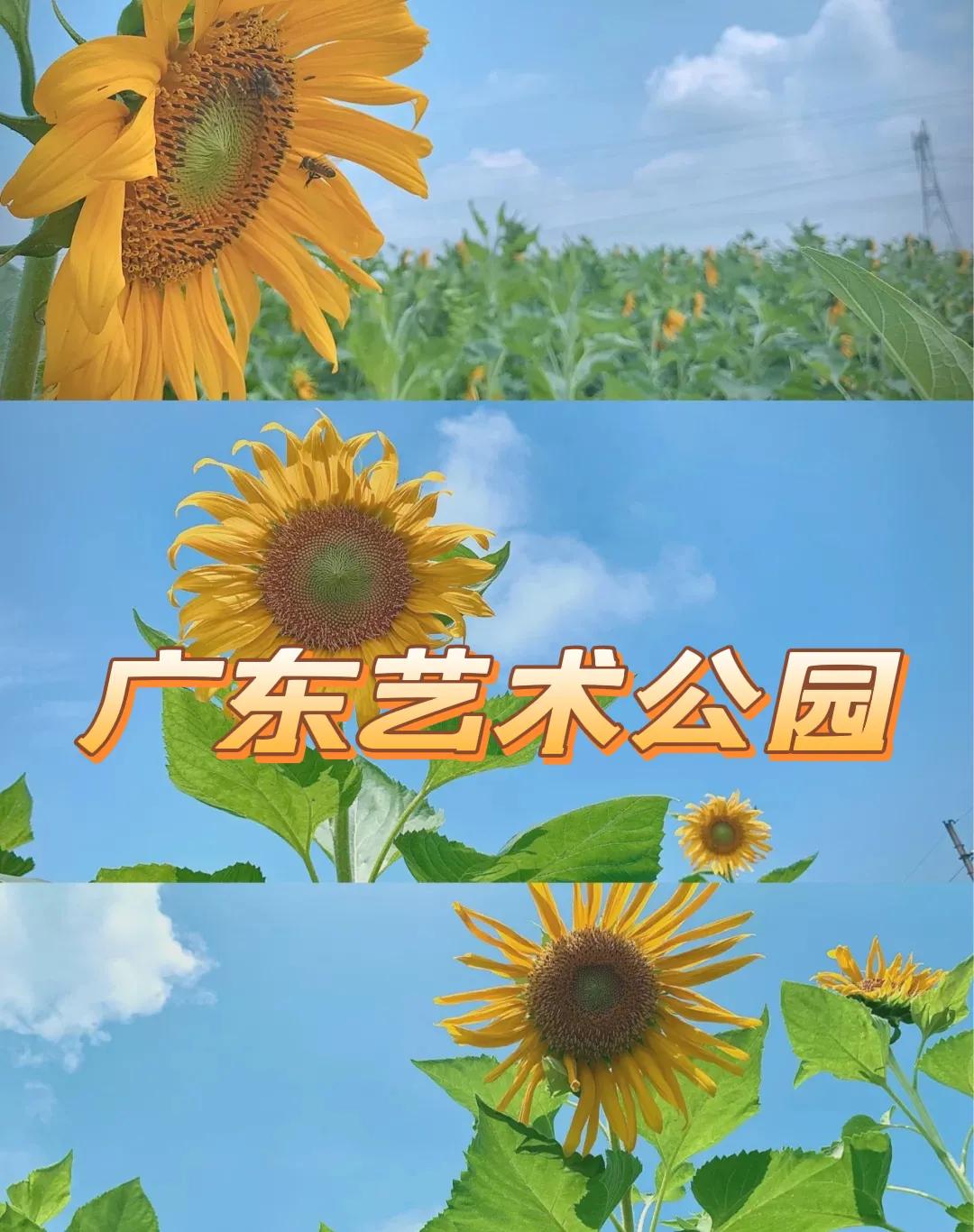 广东新兴旅游景点,茂名城市艺术公园