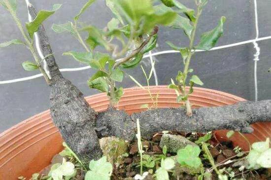 下山老桩发芽弱是什么原因,下山老桩干枯怎么处理