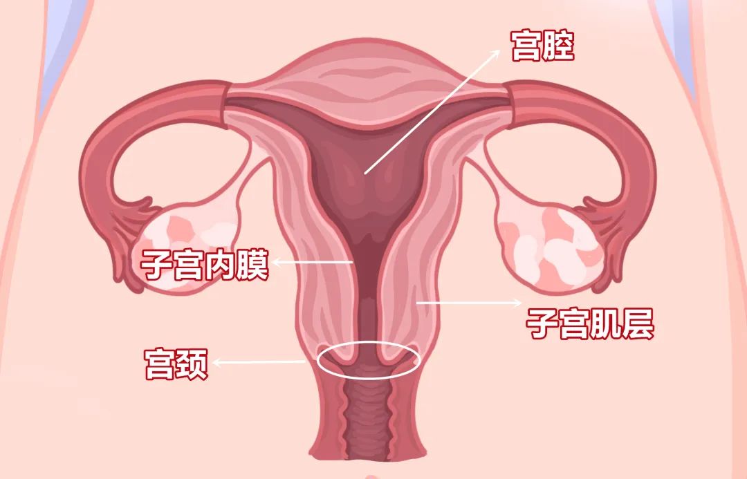 不均质低回声边界清内有血流信号,边界欠清回声不均匀一定是恶性吗