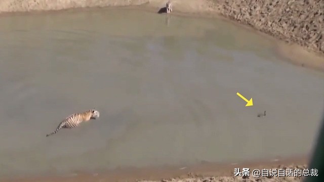 鸭：一鸭战四虎？弹射胜航母？鸭子的真相，也许超乎你的想象