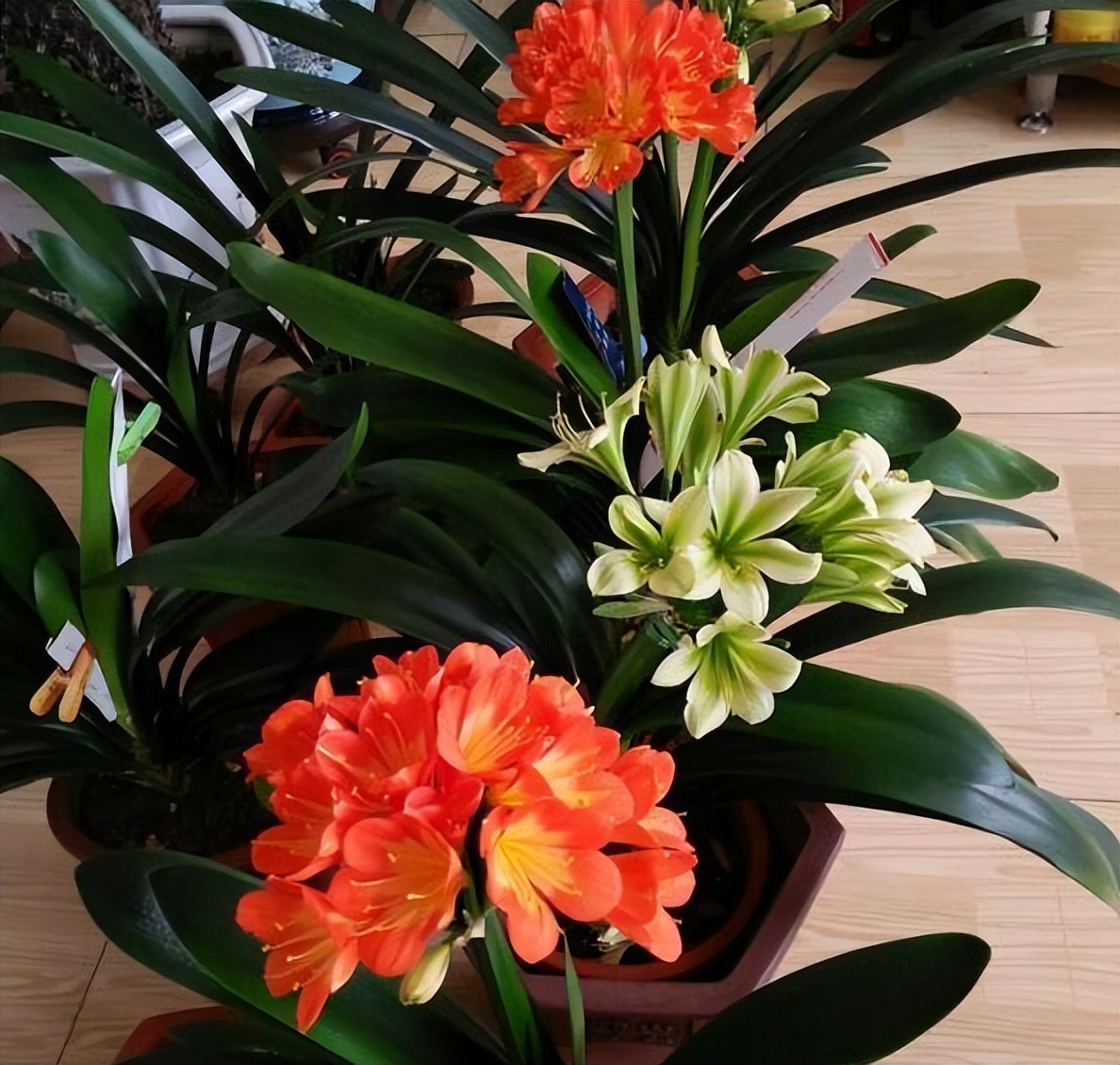 旧筷子可别当垃圾扔了,养花小技巧旧筷子再利用