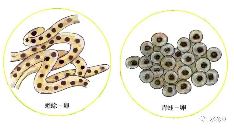 蝌蚪和蟾蜍的卵如何区别,如何分辨蝌蚪长大是青蛙还是蟾蜍