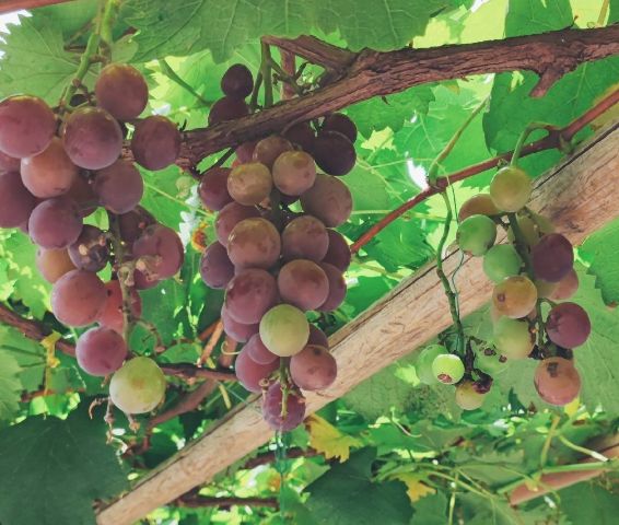 抗氧化、预防癌症……葡萄籽真的这么神奇吗？