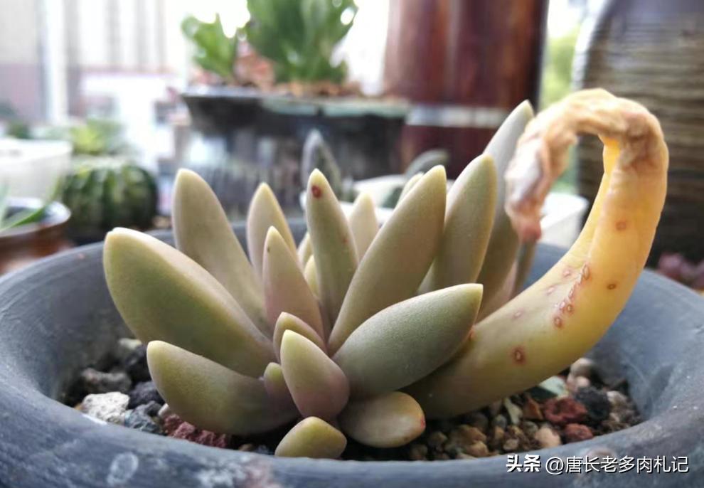 叶插的多肉长得和母本一样吗,叶插多肉要多大才干掉母叶