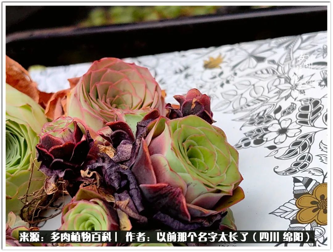 夏天山地玫瑰,小清新山地玫瑰