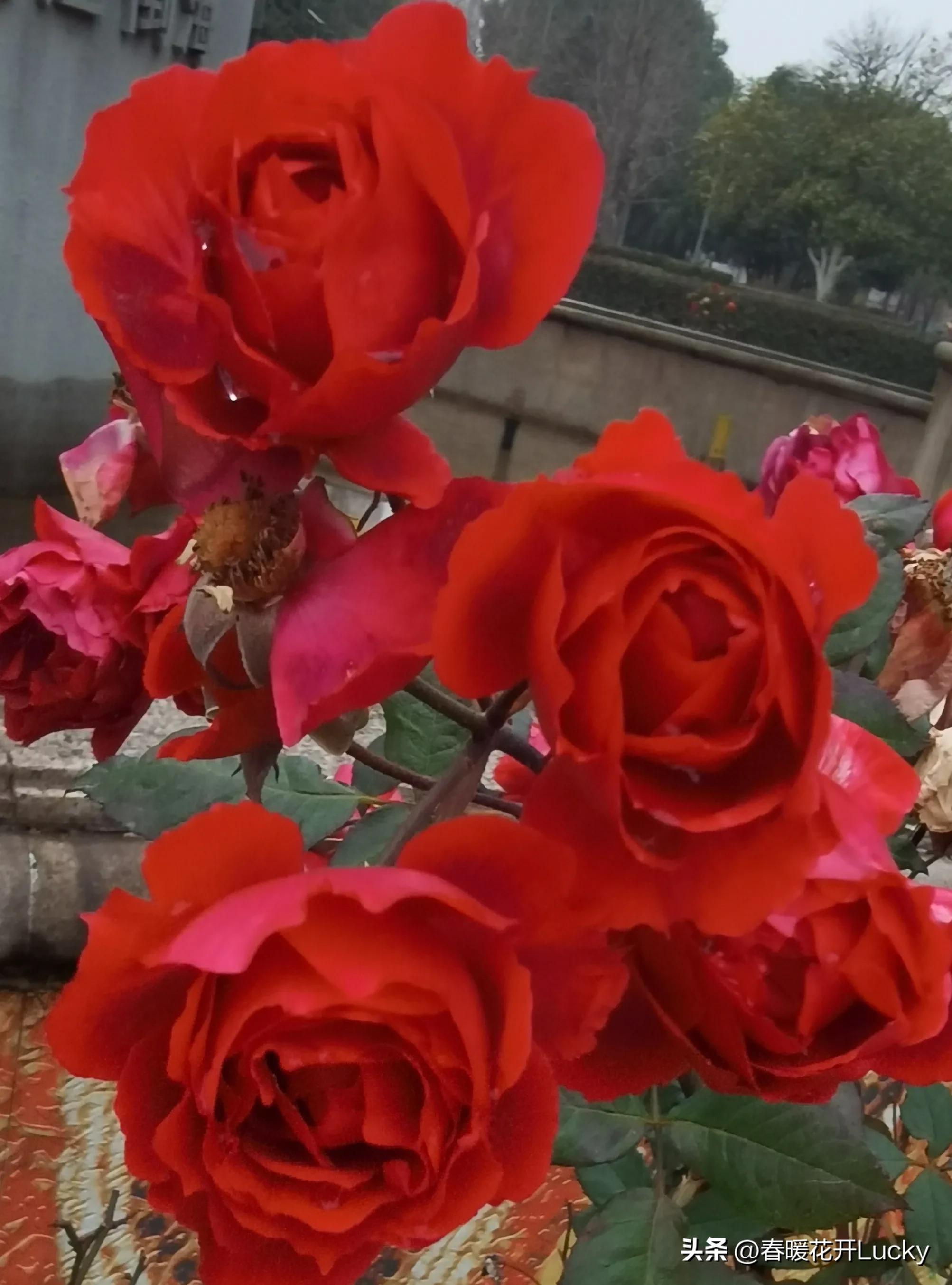 花红花火中的花火,火黄色月季花