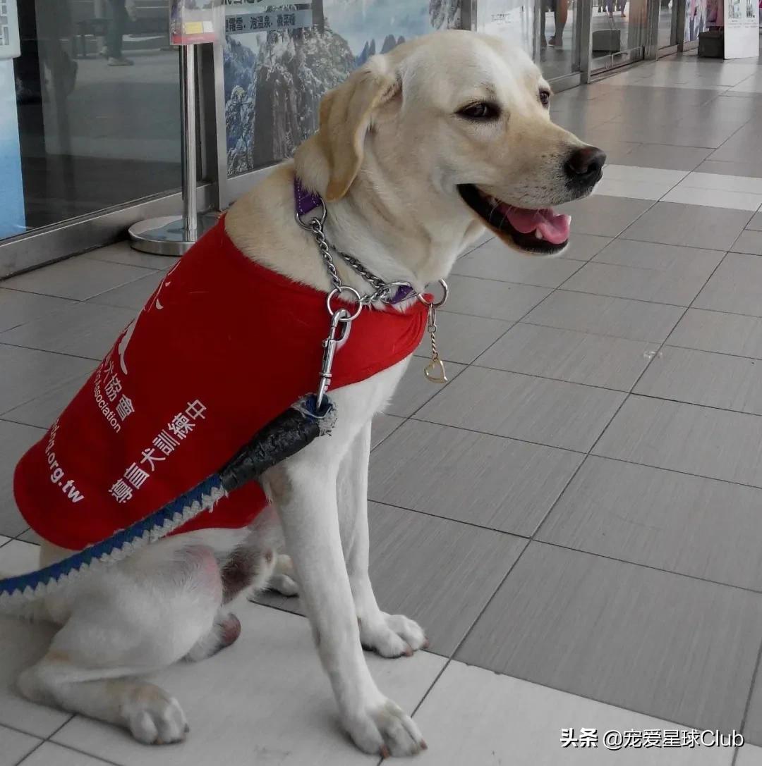 拉布拉多照片和资料,详细讲解拉布拉多的故事