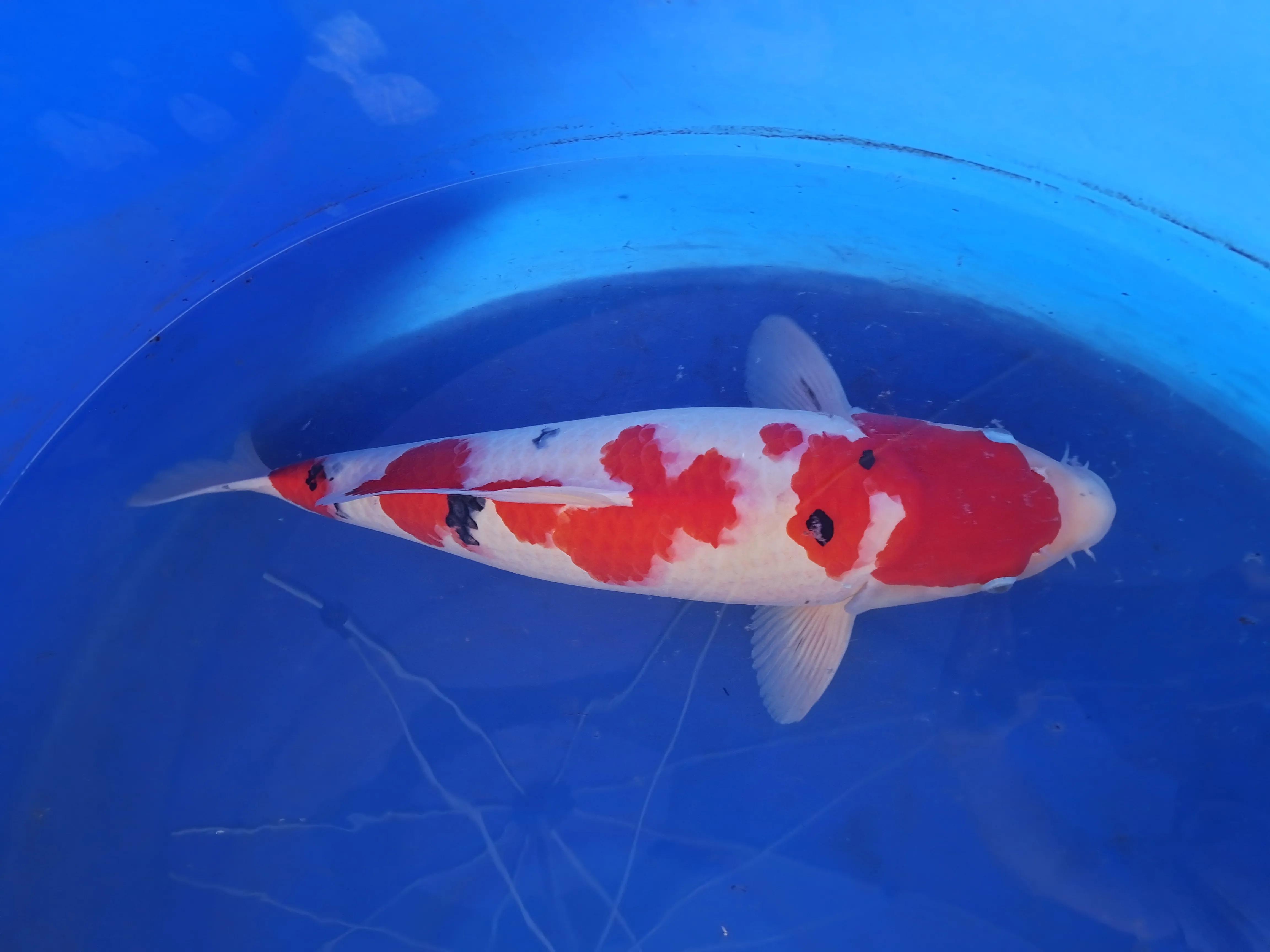 锦鲤养5条最吉利的方法,古法养锦鲤最正宗的方法