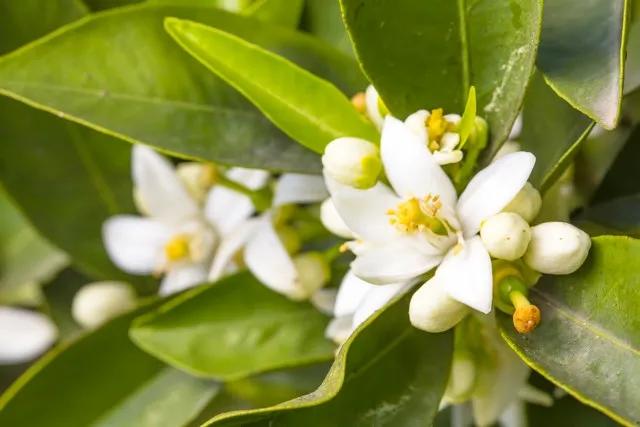 庭院内种三棵树好吗,家门前适合种的三棵树