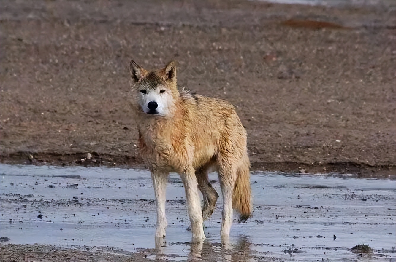 读《北方的空地》：人生才是探险，出世入世，不过一个转身
