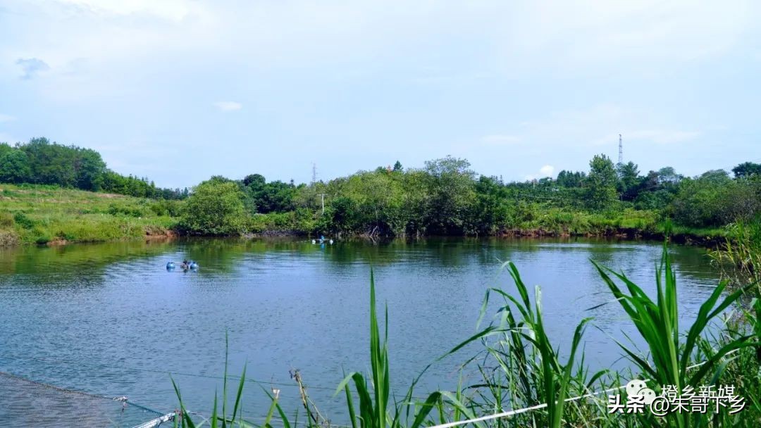 关于捕鱼抓鱼的经历,农村河里抓鱼记录捕鱼日常