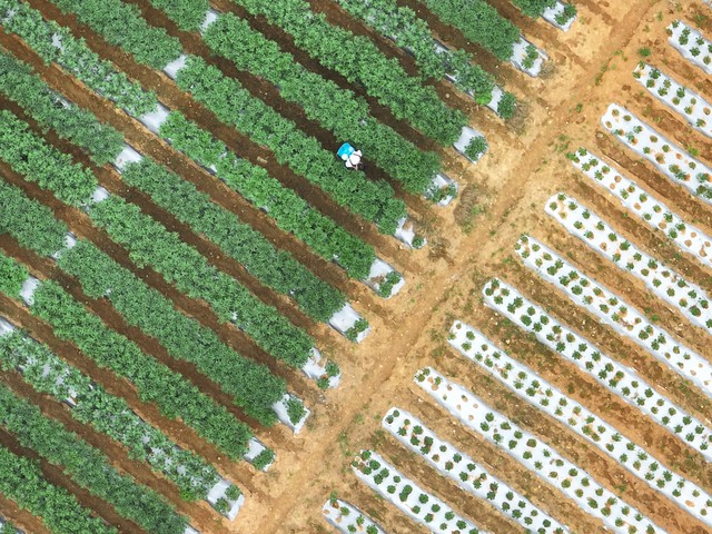 国家对耕地保护的三条红线,严守耕地红线严禁耕地非农化