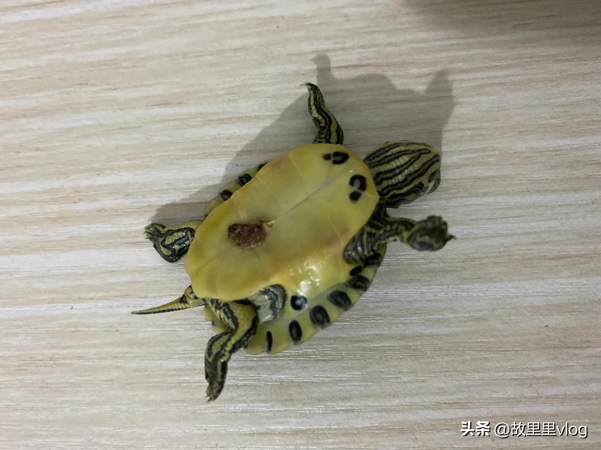 买了两只小乌龟现在长得特别大,乌龟长到几厘米开始生蛋