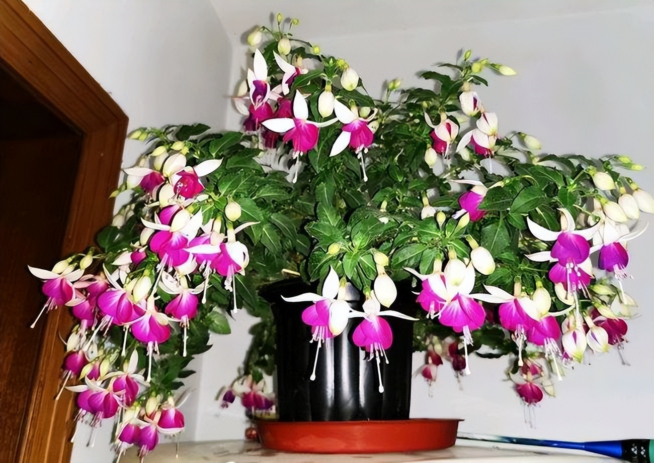 这10种花冬天最怕水越浇越死,5种花浇不死浇水越多长得越旺