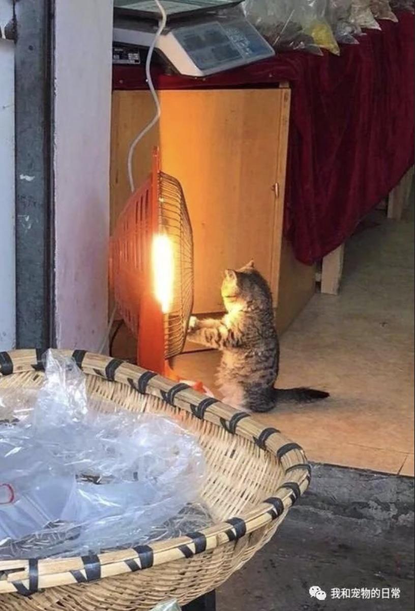 天气一冷猫就打喷嚏流鼻涕不吃饭,天气一冷猫就会失去爪子