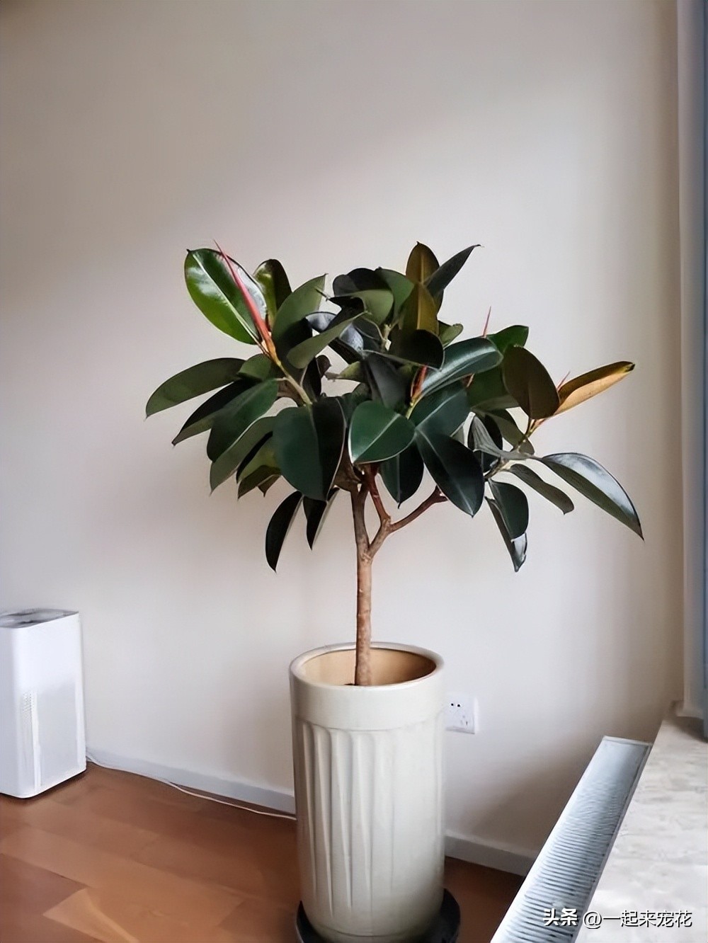 客厅种什么树风水最好,家中适合种的五种树