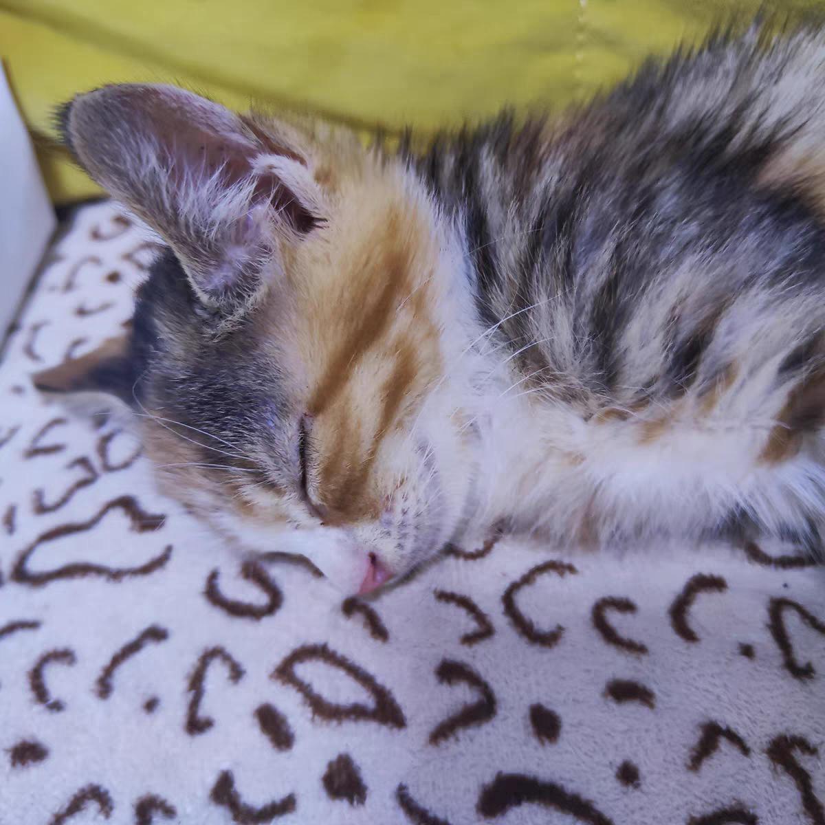 顶级品牌最佳体重管理猫粮,猫控制猫粮