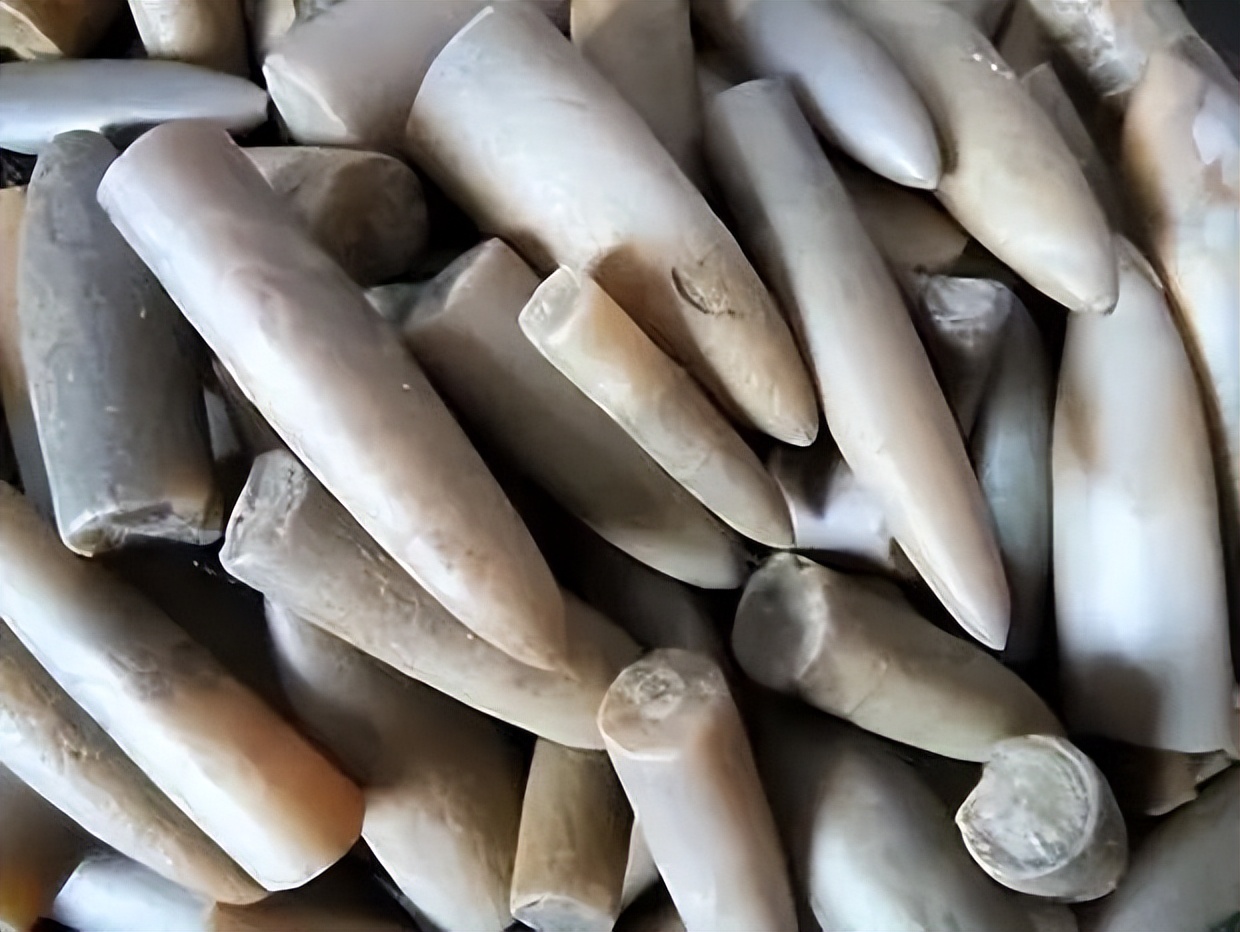 拥有三颗心脏、九个脑袋，章鱼为何沦落成了烧烤摊美味担当？