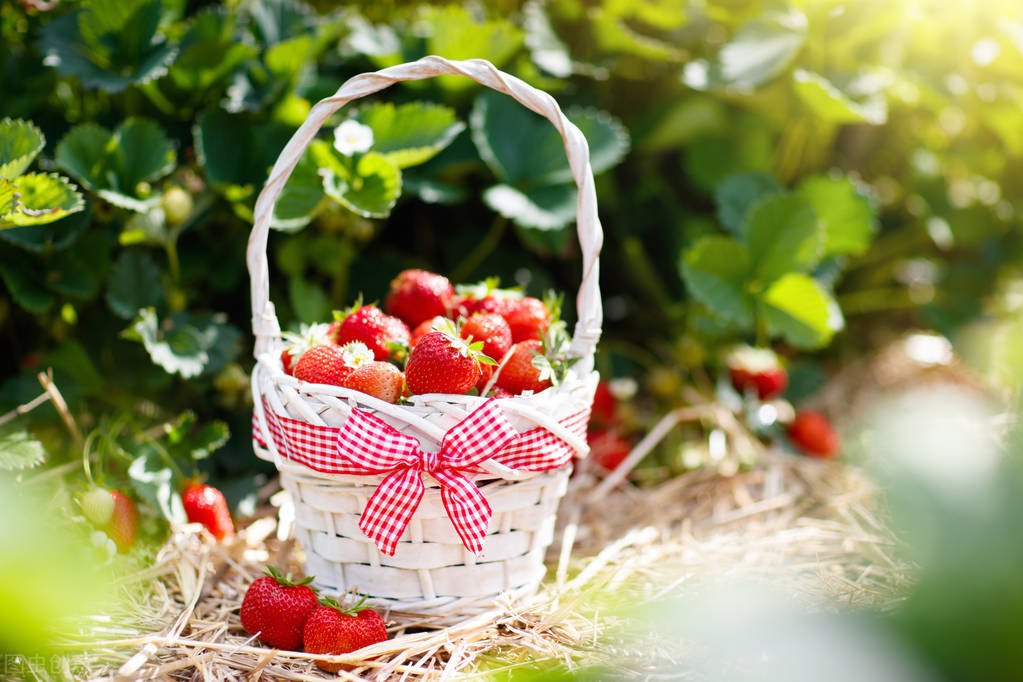什么水果热量低适合减肥吃3-4个,四种夏日必吃的水果有减肥的作用