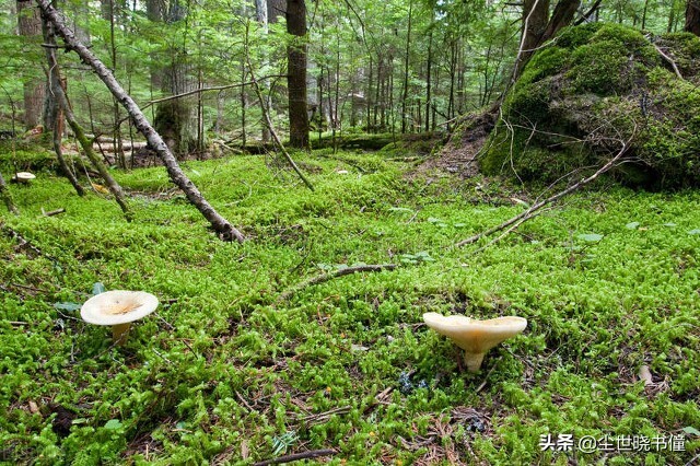 当你的生活不如意时，可以读一读袁枚的诗，读懂了一定会有所收获