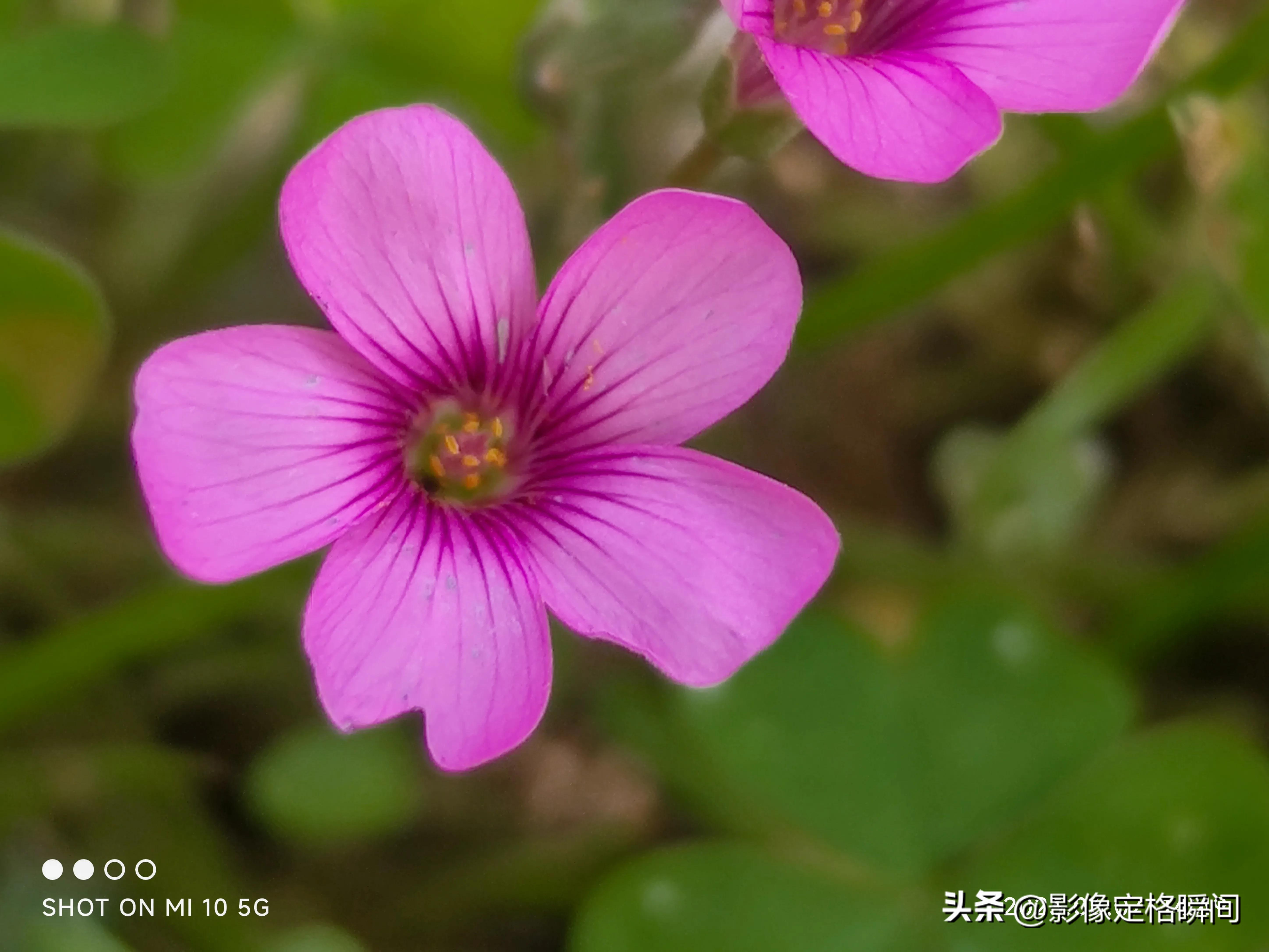 用什么模式拍出来的花更好看,用手机给花拍照怎么拍出高级感