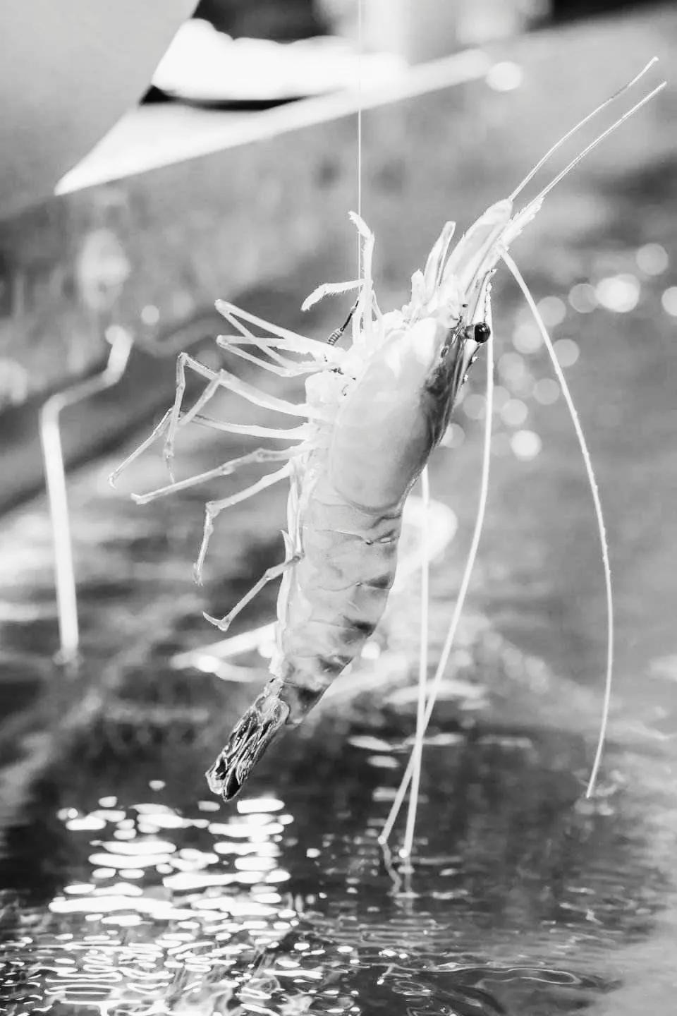 徐汝清《家乡的河虾》