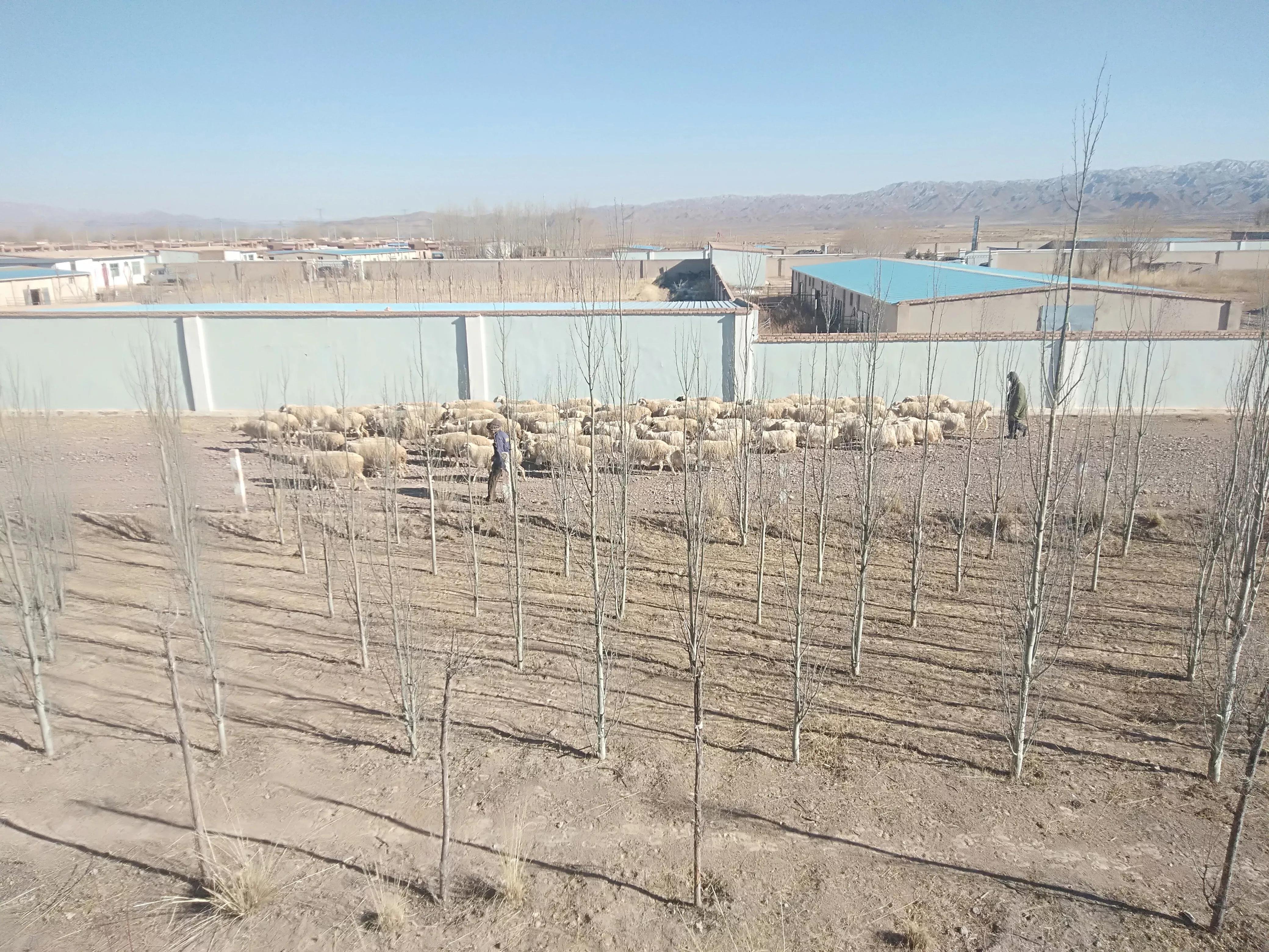 小尾寒羊习性及特点,小尾寒羊好养吗