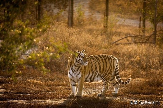 沈阳森林动物园缆车,自驾沈阳森林动物园