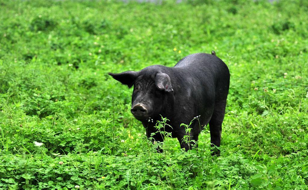 铁岭美食排行榜前十名烤串,铁岭美食排行榜前十名川菜
