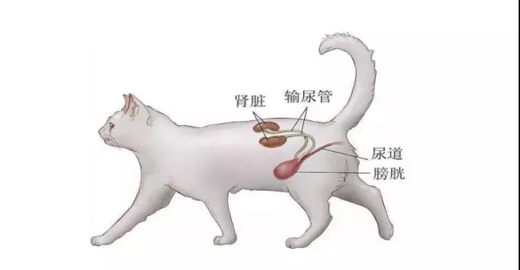 猫咪自发性膀胱炎是什么导致的,猫咪自发性膀胱炎尿血怎么治疗