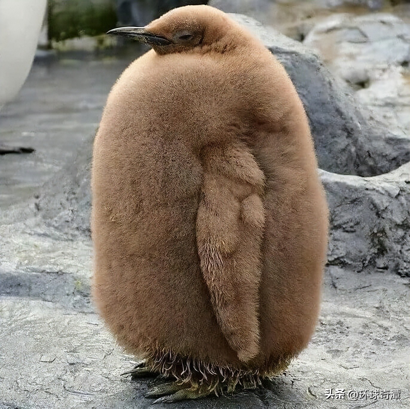 自然界中的庞然大物,自然界奇形怪状的东西