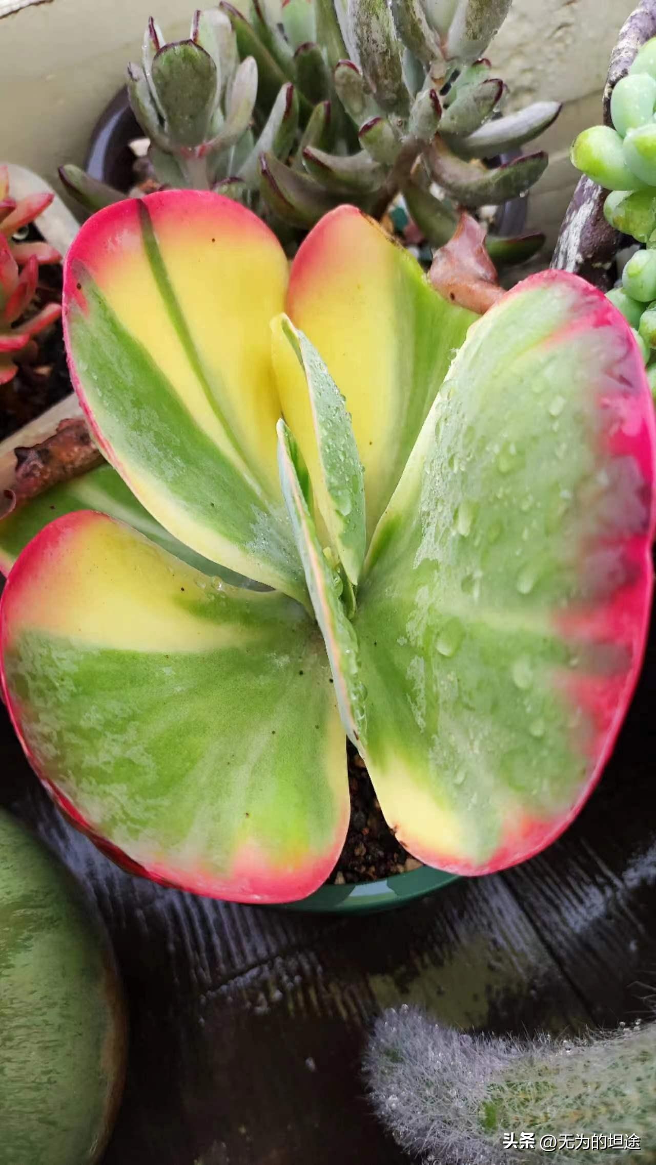 亮晶晶的黄翡翠手镯,亮晶晶的翡翠