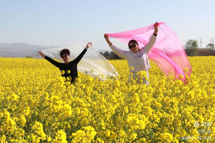 渑池孟村：油菜花儿香，蜜蜂采蜜忙