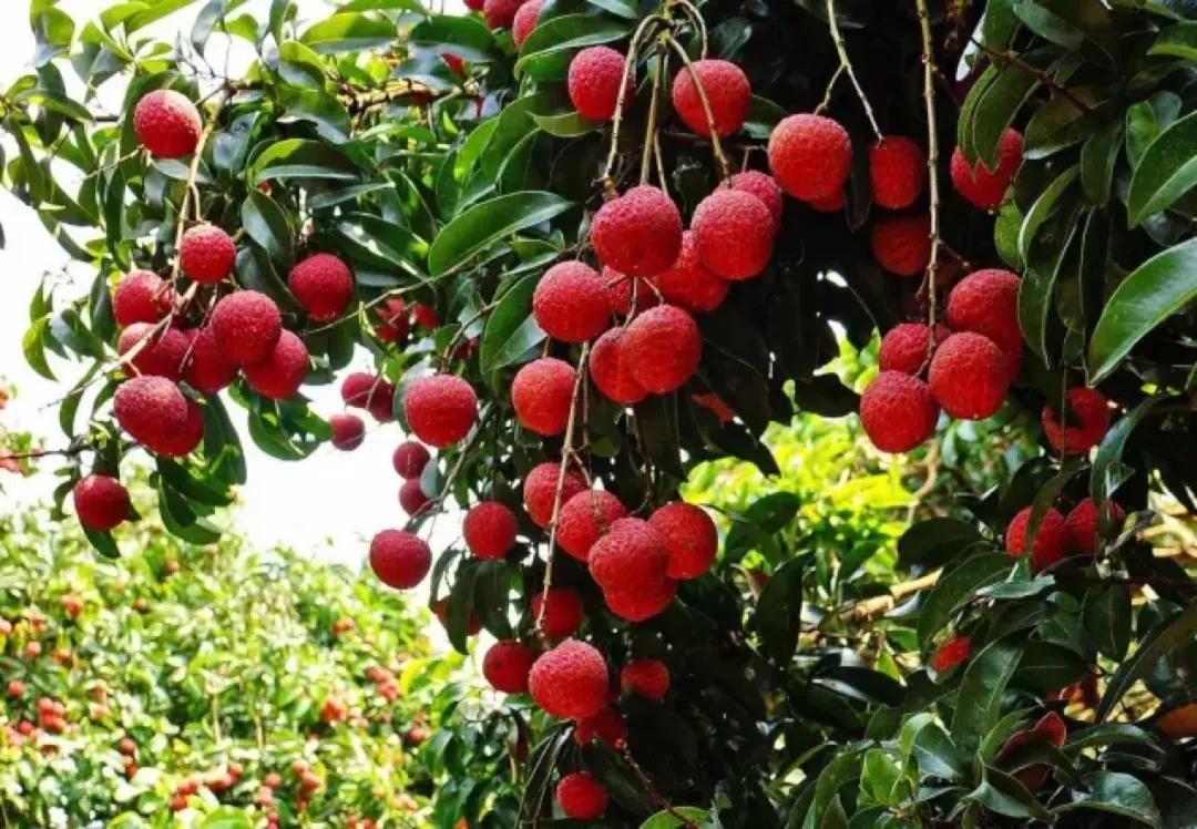 从化东成荷花园,从化摘荔枝之旅