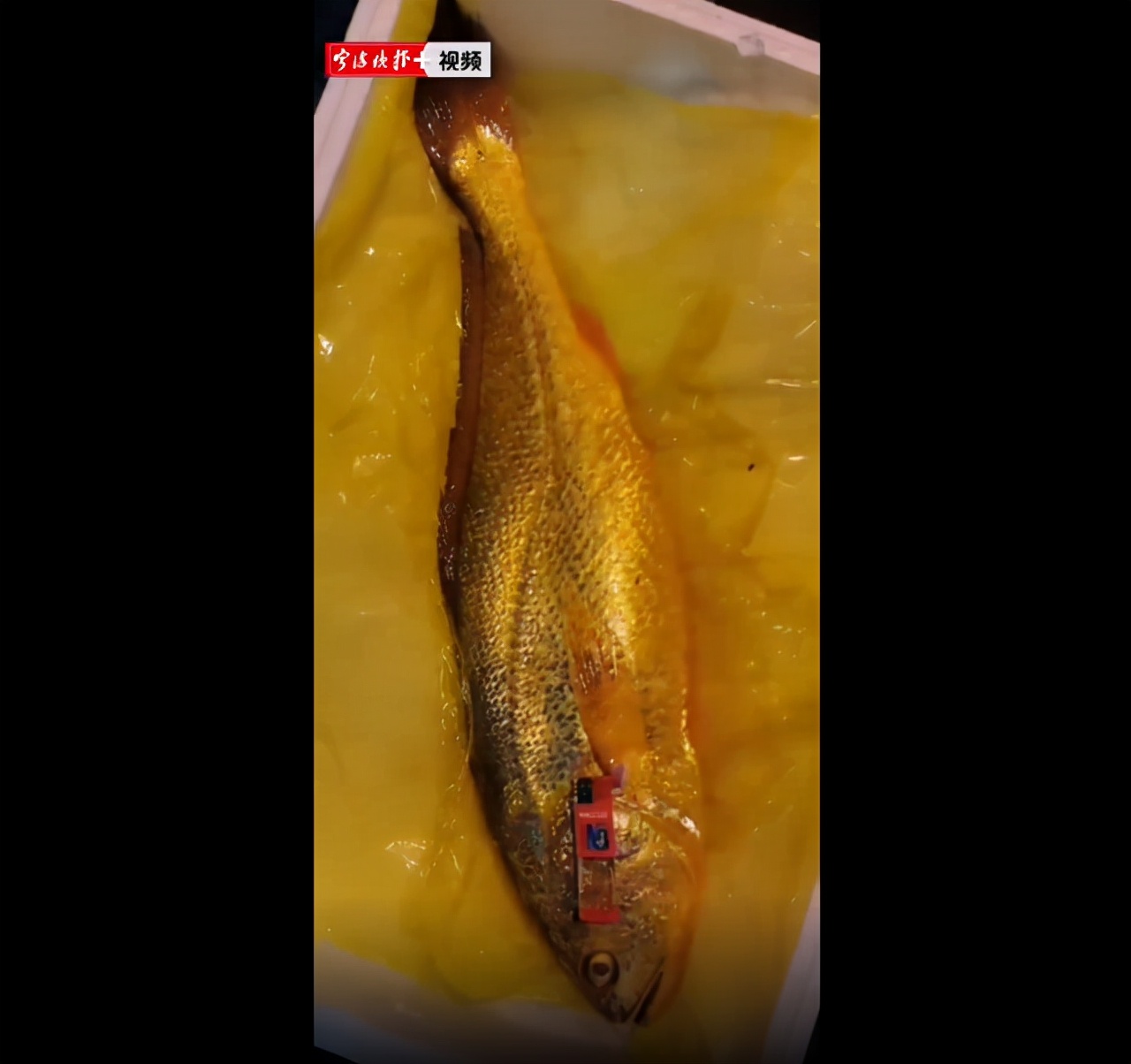 渔民捕到7斤大黄鱼卖出4万多元,渔民一网捕近5000斤野生大黄鱼