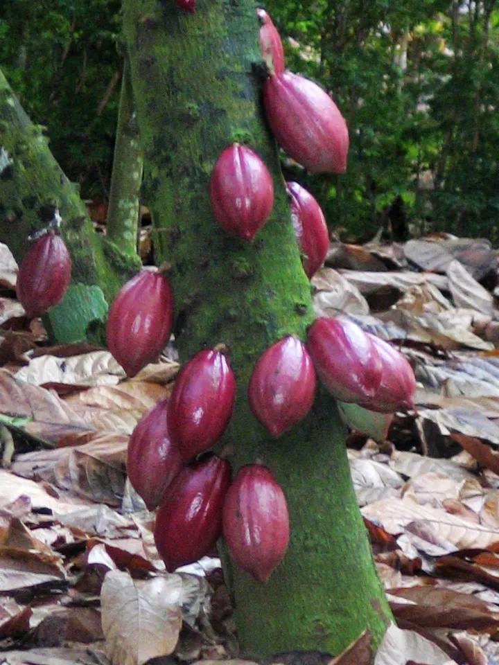 100多种罕见水果欣赏,100种罕见水果名字