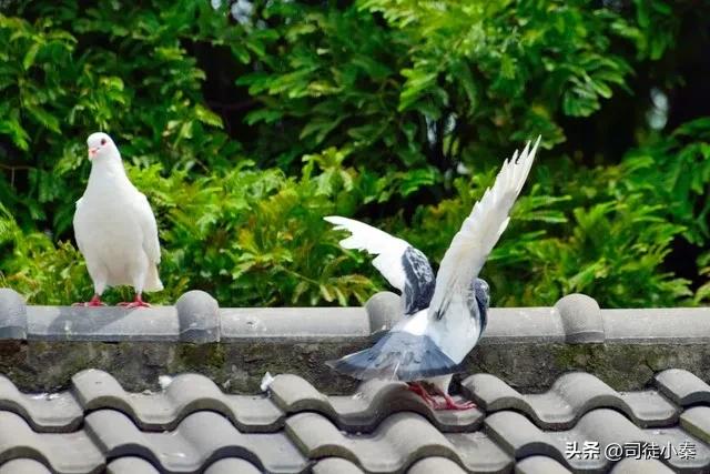 走进鸽子的世界：性别决定一切