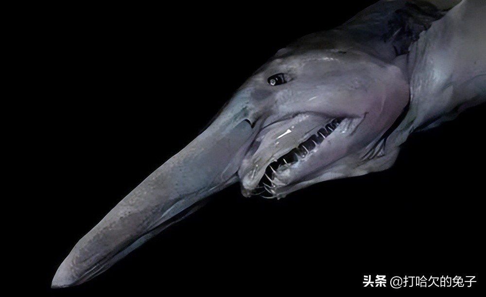 哥布林鲨有多恐怖,哥布林鲨真的存在吗