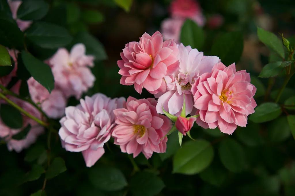 日本月季：葵-七（Aoi-nana）