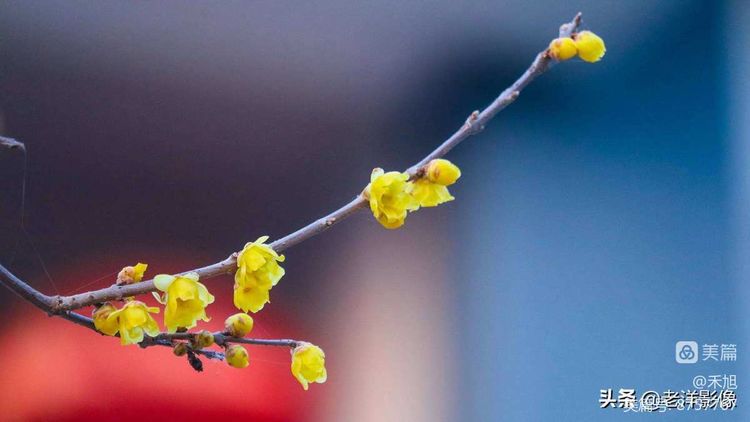无端却被梅花恼特地吹香破梦魂,无端却被梅花恼
