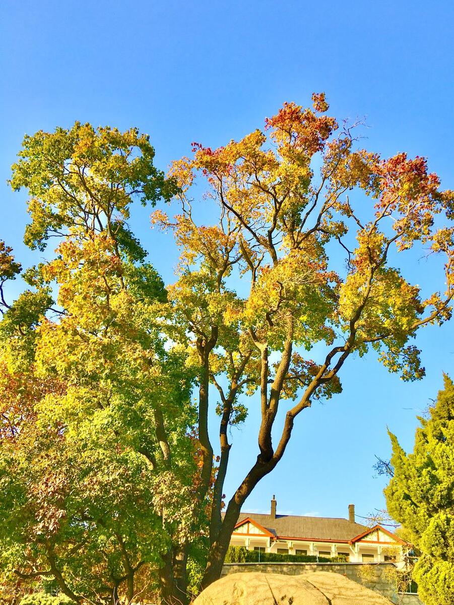 山东省AAAAA旅游景点,5a级景区排行榜山东附近