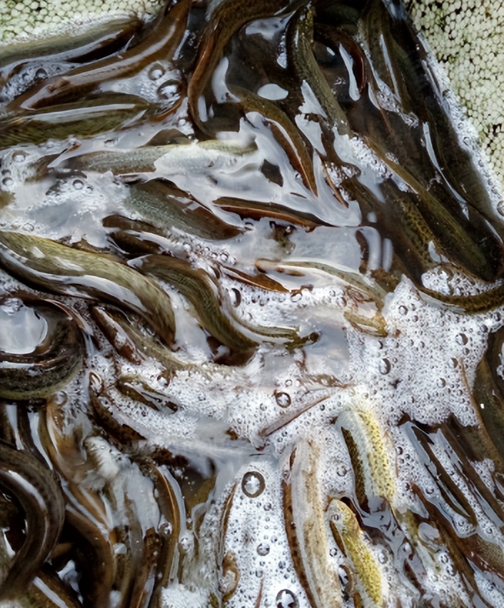 正在逐渐消失的6种河鲜,正在逐渐消失的五种河鲜