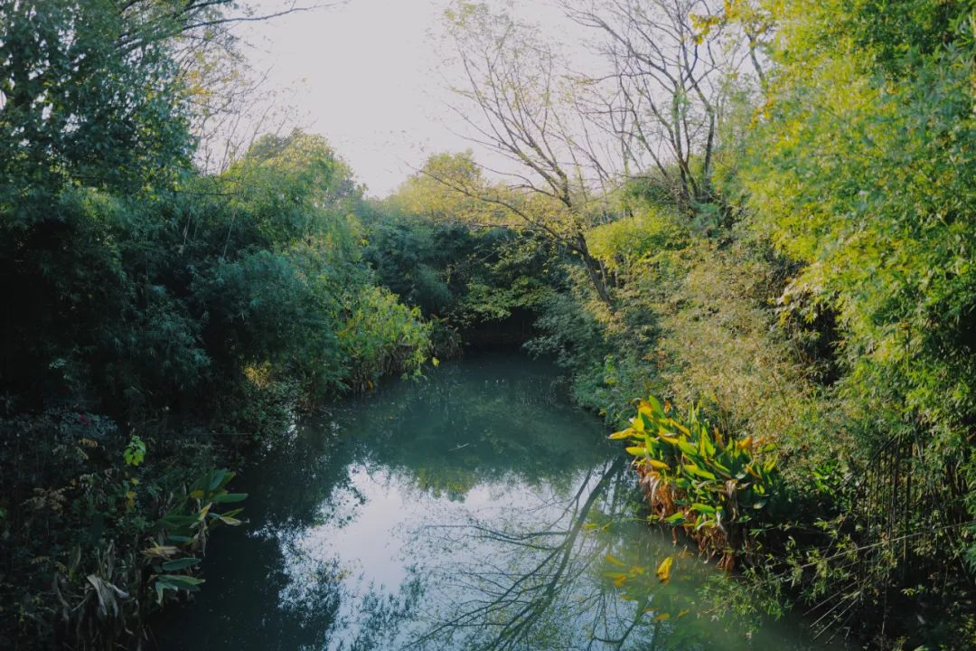 春天的潺潺溪水,春天的顶流