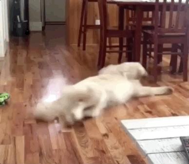 狗狗不睡窝睡地板是什么原因,狗狗睡地板不睡狗窝