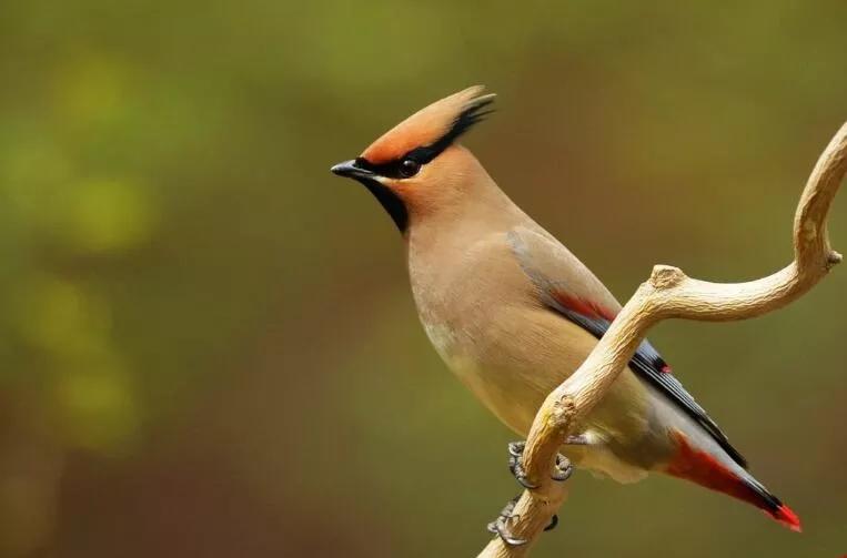 太平鸟图片素材,太平鸟图片大鸟